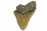 Bargain, Fossil Megalodon Tooth - Serrated Blade #338559-1